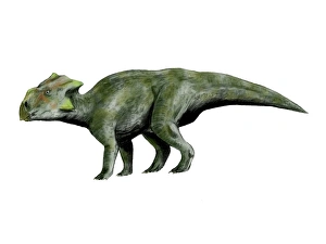 <b class=qtipBold><figcaption>Bagaceratops dinosaur</figcaption></b><br>Bagaceratops is a ceratopsian dinosaur from the Cretaceous Period.<br><em>© Nobumichi Tamura/Stocktrek Images</em> Bagaceratops dinosaur