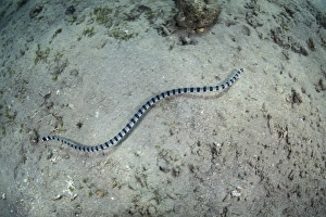 A banded sea snake swims over the seafloor in Indonesia A banded sea snake swims over the seafloor in Indonesia