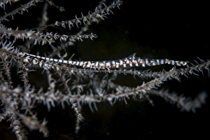A banded Tozeuma shrimp camouflages itself in black coral A banded Tozeuma shrimp camouflages itself in black coral