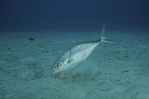 Related Images Gallery: Bar Jack Feeding in the shallow waters off the coast of Bonaire