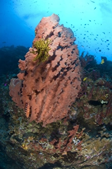 A barrel sponge with a yellow crinoid attached, Papua New Guinea A barrel sponge with a yellow crinoid attached, Papua New Guinea