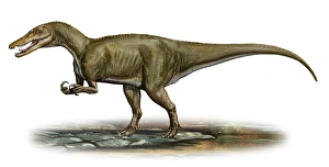 Baryonyx walkeri, a prehistoric era dinosaur Baryonyx walkeri, a prehistoric era dinosaur