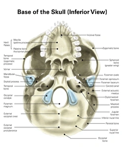 Base of human skull, inferior view, with labels Base of human skull, inferior view, with labels