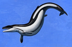 Basilosaurus, a marine mammal that lived in the Late Eocene epoch Basilosaurus, a marine mammal that lived in the Late Eocene epoch