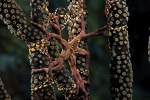 Basket Star feeding at night, Bonaire, Caribbean Netherlands Basket Star feeding at night, Bonaire, Caribbean Netherlands