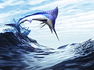 A beautiful blue marlin bursts through a wave in a spectacular jump A beautiful blue marlin bursts through a wave in a spectacular jump