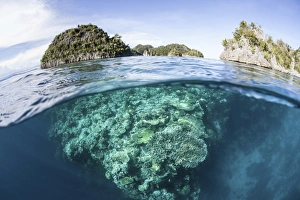 A beautiful coral reef grows in Raja Ampat, Indonesia A beautiful coral reef grows in Raja Ampat, Indonesia