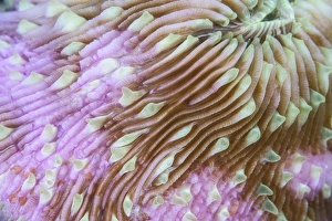 Detail of a beautiful mushroom coral on a reef in Indonesia Detail of a beautiful mushroom coral on a reef in Indonesia