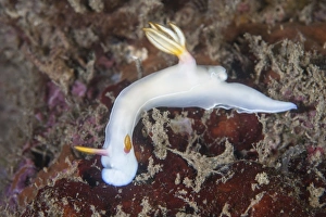 A beautiful nudibranch crawls across a reef in Indonesia A beautiful nudibranch crawls across a reef in Indonesia