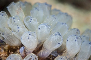 A beautiful set of tiny tunicates grows on a reef in Indonesia A beautiful set of tiny tunicates grows on a reef in Indonesia