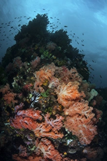 Beautiful soft coral colonies grow on a reef in Indonesia Beautiful soft coral colonies grow on a reef in Indonesia