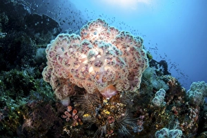 A beautiful soft coral colony grows on a reef slope in Indonesia A beautiful soft coral colony grows on a reef slope in Indonesia