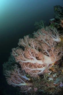 Beautiful soft corals grow on a deep reef in Indonesia Beautiful soft corals grow on a deep reef in Indonesia