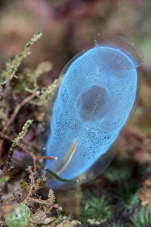 A beautiful tunicate grows on a reef in Indonesia A beautiful tunicate grows on a reef in Indonesia