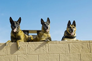 Belgian Malinois and German Shephard military working dogs Belgian Malinois and German Shephard military working dogs