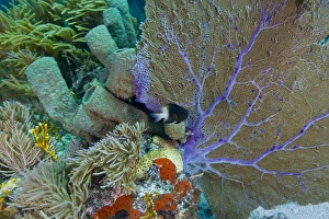 A bi-color damselfish amongst the coral reef, Key Largo, Florida A bi-color damselfish amongst the coral reef, Key Largo, Florida