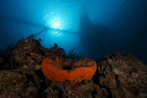 Big orange elephant ear sponge under the Salt Pier, Bonaire Big orange elephant ear sponge under the Salt Pier, Bonaire