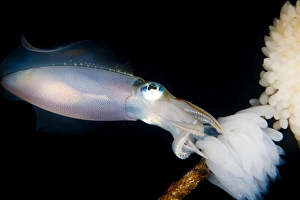 Bigfin reef squid tending eggs along a buoy line, Lembeh Strait, Indonesia Bigfin reef squid tending eggs along a buoy line, Lembeh Strait, Indonesia