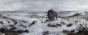 A Bison latifrons in a winter landscape during the Pleistocene epoch A Bison latifrons in a winter landscape during the Pleistocene epoch