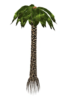 <b class=qtipBold><figcaption>Bjuvia simplex prehistoric tree</figcaption></b><br>Bjuvia simplex prehistoric tree, isolated on white background.<br><em>© Elena Duvernay/Stocktrek Images</em> Bjuvia simplex prehistoric tree