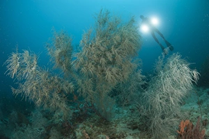 Black coral illuminated by diver with twin lights, Indonesia Black coral illuminated by diver with twin lights, Indonesia