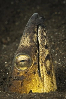 Black-finned snake eel emerging from volcanic black sand Black-finned snake eel emerging from volcanic black sand