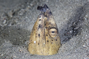 A Black-finned snake eel pokes its head out of a sandy seafloor A Black-finned snake eel pokes its head out of a sandy seafloor
