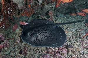Black and grey spotted marble sand ray,, Maldives Black and grey spotted marble sand ray,, Maldives