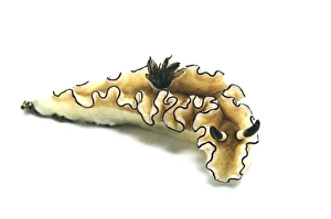 Black-margined nudibranch on white background Black-margined nudibranch on white background