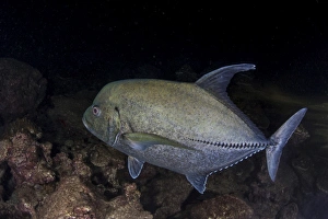 A black trevally swims over the seafloor near Cocos Island, Costa Rica A black trevally swims over the seafloor near Cocos Island, Costa Rica