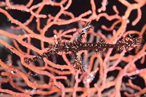 A black and yellow ornate ghost pipefish against coral A black and yellow ornate ghost pipefish against coral