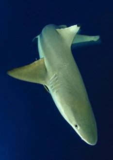 Blacktip reef shark in motion, Solomon Islands Blacktip reef shark in motion, Solomon Islands