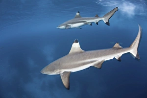 Blacktip reef sharks swim just under the surface in the Solomon Islands Blacktip reef sharks swim just under the surface in the Solomon Islands