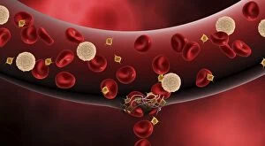 Cholesterol Collection: Blood vessel with platelets, white blood cells and red blood cells