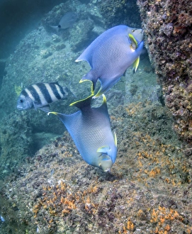 Blue Angelfish feeding on coral and algae with Sheepshead in background Blue Angelfish feeding on coral and algae with Sheepshead in background