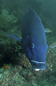 Blue groper, Byron Bay, Australia