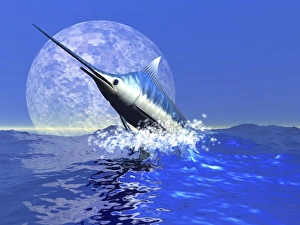 A blue marlin bursts from the ocean in a great splash A blue marlin bursts from the ocean in a great splash