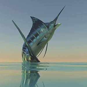 A Blue Marlin bursts from the ocean surface in a grand leap A Blue Marlin bursts from the ocean surface in a grand leap