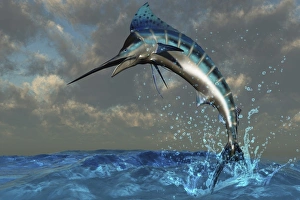 A Blue Marlin flashes its iridescent colors as it bursts from the ocean A Blue Marlin flashes its iridescent colors as it bursts from the ocean