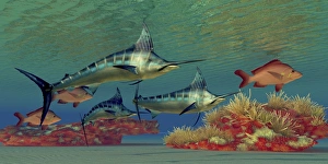 Blue Marlin and Humpback Red Snapper fish Blue Marlin and Humpback Red Snapper fish