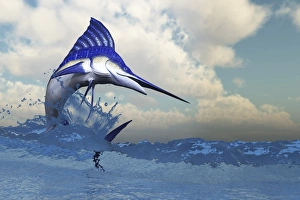 A Blue Marlin shows off his beautiful colors when bursting from the ocean A Blue Marlin shows off his beautiful colors when bursting from the ocean