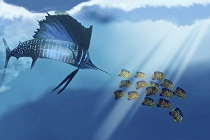 A Blue Marlin swims after a school of Angelfish in the ocean A Blue Marlin swims after a school of Angelfish in the ocean