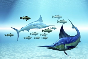 Two blue marlins circle a school of fish in ocean waters Two blue marlins circle a school of fish in ocean waters