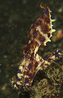Blue-ring octopus on black sand, North Sulawesi Blue-ring octopus on black sand, North Sulawesi