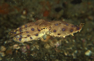 Blue ring octopus swimming, North Sulawesi, Indonesia Blue ring octopus swimming, North Sulawesi, Indonesia