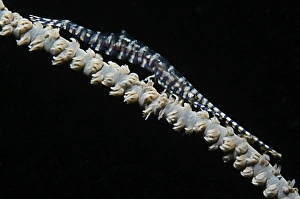 Blue sawtooth shrimp on whip coral, Indonesia Blue sawtooth shrimp on whip coral, Indonesia
