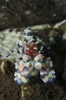 Blue spotted harlequin shrimp, Bali, Indonesia Blue spotted harlequin shrimp, Bali, Indonesia