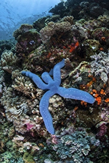 A blue starfish clings to a reef in Komodo National Park, Indonesia A blue starfish clings to a reef in Komodo National Park, Indonesia