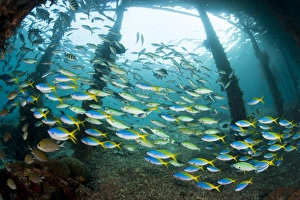 Blue and yellow fusilier fish gather under Arborek Jetty, Raja Ampat Blue and yellow fusilier fish gather under Arborek Jetty, Raja Ampat