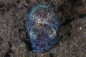 A bobtail squid emerges from the sandy seafloor A bobtail squid emerges from the sandy seafloor